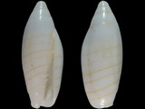 Nebularia multiplicata