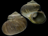 Lunella smaragda