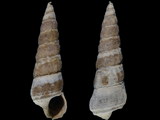 Zeacumantus lutulentus