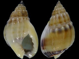 Nassarius buchardi