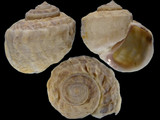 Variation313841