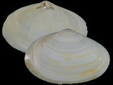 Variation213846
