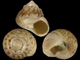 Gibbula albida