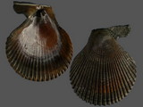Variation413863