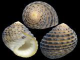 Nerita plicata