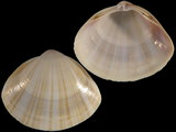 Variation313874