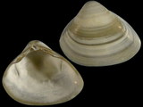 Variation413875