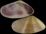 Donax semistriatus