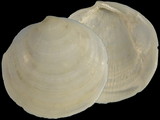 Variation313878