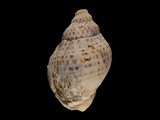 Variation213892