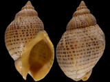 Cominella adspersa