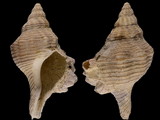 Penion sulcatus