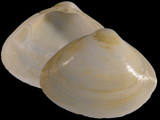 Scalpomactra scalpellum