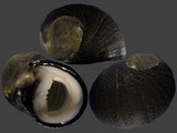 Nerita melanotragus