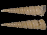 Striacolpus pagoda