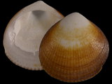 Glycymeris modesta