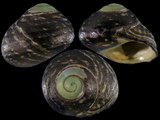 Variation113959