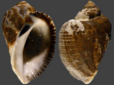 Haustrum haustorium