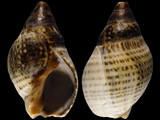 Cominella maculosa