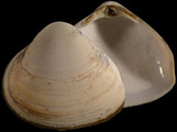 Variation313993
