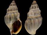 Cominella glandiformis