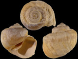 Variation214002