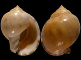 Variation314004