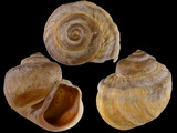 Amphibola crenata