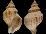 Austrofusus glans