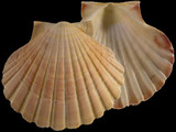 Pecten novaezelandiae