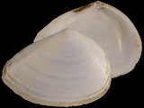 Bartschicoma gaimardi