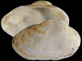 Barbatia novaezelandiae