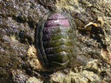 Sypharochiton pelliserpentis