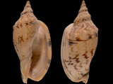 Variation214067