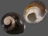Variation214091