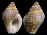 Pisania tincta