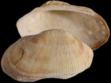 Variation214102