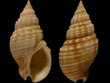 Cominella nassoides