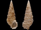 Cerithium atratum