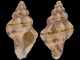 Vokesinotus perrugatus