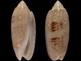 Oliva sayana