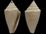 Conus jaspideus