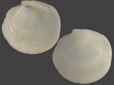 Variation214177