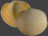 Anodontia alba