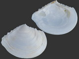 Tellidora cristata