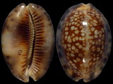 Cypraea maculifera