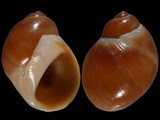 Polinices parvulus