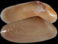 Variation214208