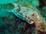 Chromodoris conchyliata