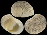 Variation214237